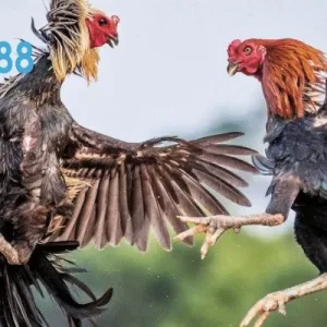 วิธีการเล่นและกติกาไก่ชนเดือยมีด