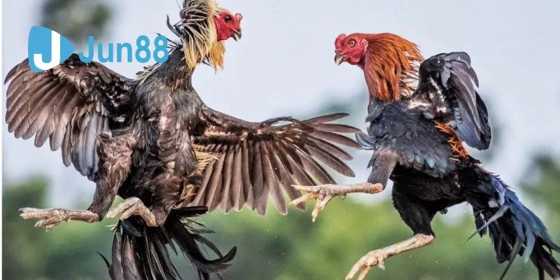 วิธีการเล่นและกติกาไก่ชนเดือยมีด